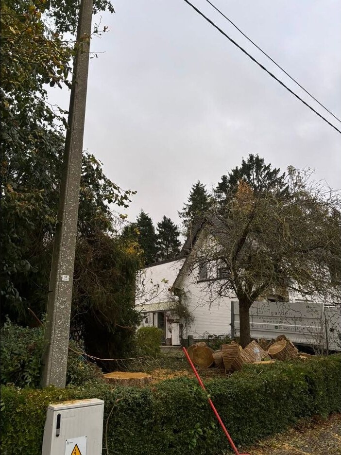 Arbre réduit près de lignes aériennes